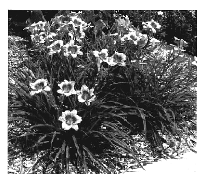 Figure 1 of US plant patent PP19205, the photograph of Robdayste printed in the patent.