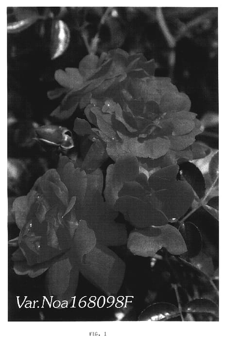 Figure 1 of US plant patent PP19206, the photograph of NOA168098F printed in the patent.
