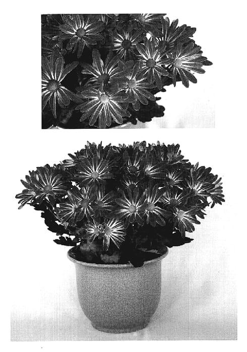 Figure 1 of US plant patent PP19207, the photograph of Yospirit Lake printed in the patent.