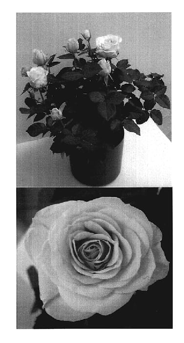 Figure 1 of US plant patent PP19208, the photograph of Evera 179 printed in the patent.