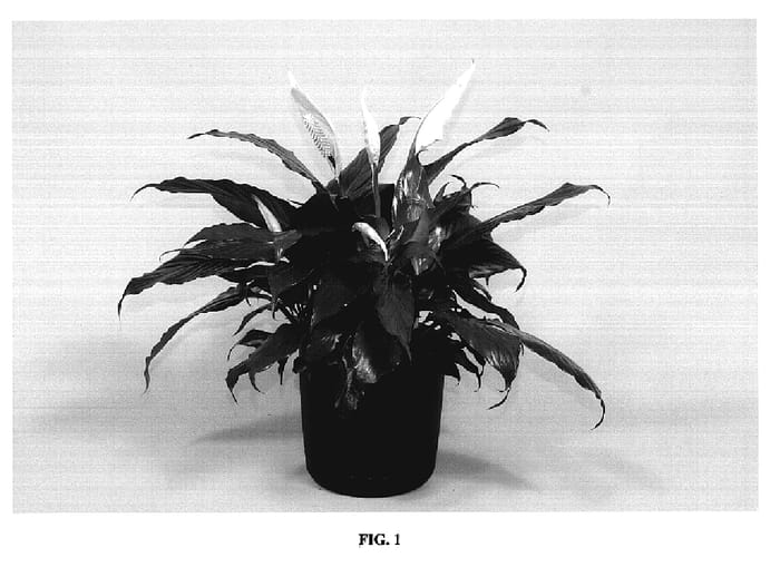 Figure 1 of US plant patent PP19209, the photograph of SP9028-9 printed in the patent.