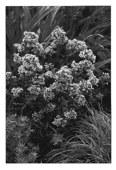 Figure 1 of US plant patent PP19210, the photograph of Pure Feelings printed in the patent.