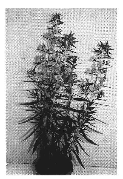 Figure 1 of US plant patent PP19212, the photograph of Adepink printed in the patent.
