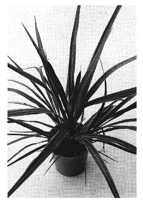 Figure 1 of US plant patent PP19213, the photograph of Sprilecpink printed in the patent.