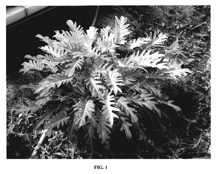 Figure 1 of US plant patent PP19214, the photograph of TWYPH0007 printed in the patent.