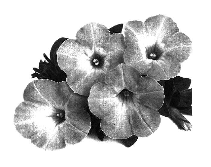 Figure 1 of US plant patent PP19215, the photograph of Duepotpi printed in the patent.
