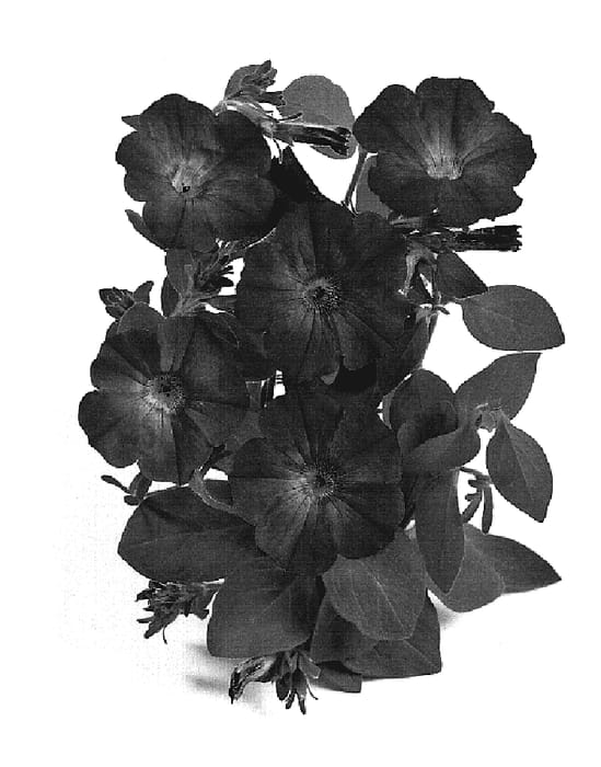 Figure 1 of US plant patent PP19216, the photograph of Duesurprila printed in the patent.