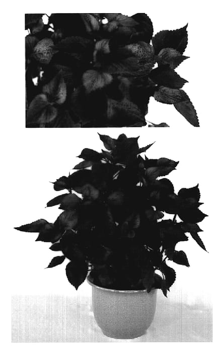 Figure 1 of US plant patent PP19217, the photograph of Gage's Shadow printed in the patent.