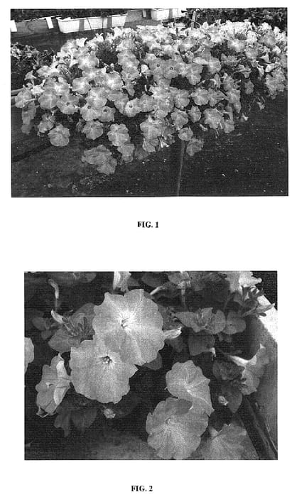 Figure 1 of US plant patent PP19218, the photograph of Whip Briink printed in the patent.
