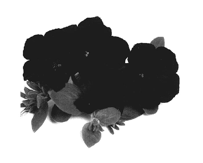 Figure 1 of US plant patent PP19219, the photograph of Duesurimbu printed in the patent.