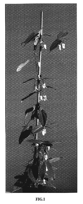 Figure 1 of US plant patent PP19220, the photograph of Snow Bells printed in the patent.