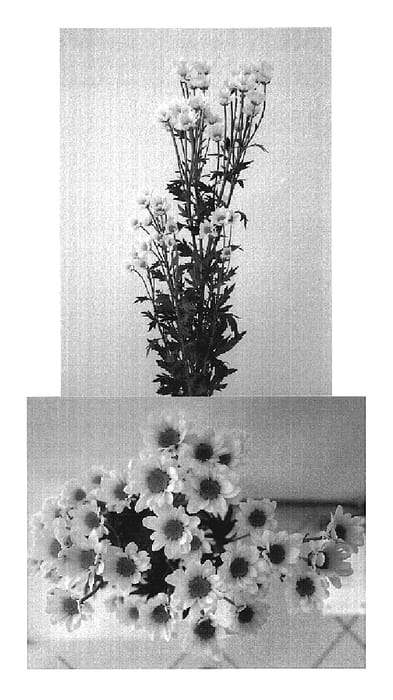 Figure 1 of US plant patent PP19221, the photograph of Deklindiyellow printed in the patent.