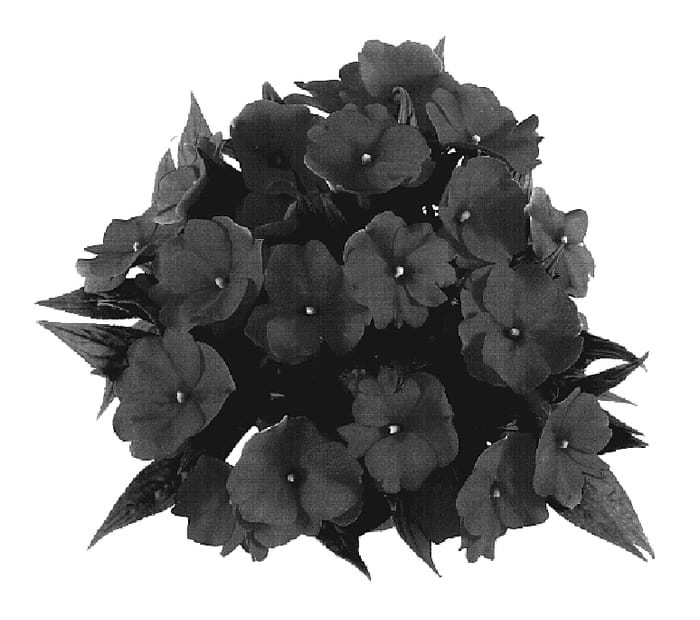 Figure 1 of US plant patent PP19222, the photograph of Tamar Shocking Pink printed in the patent.