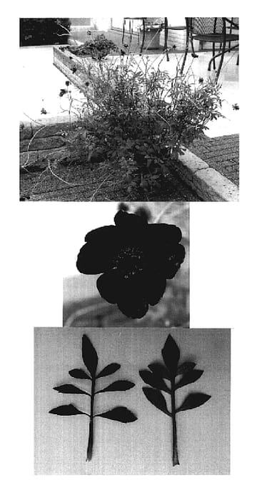 Figure 1 of US plant patent PP19223, the photograph of New Choco printed in the patent.