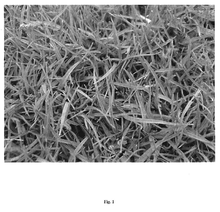 Figure 1 of US plant patent PP19224, the photograph of TE-13 printed in the patent.