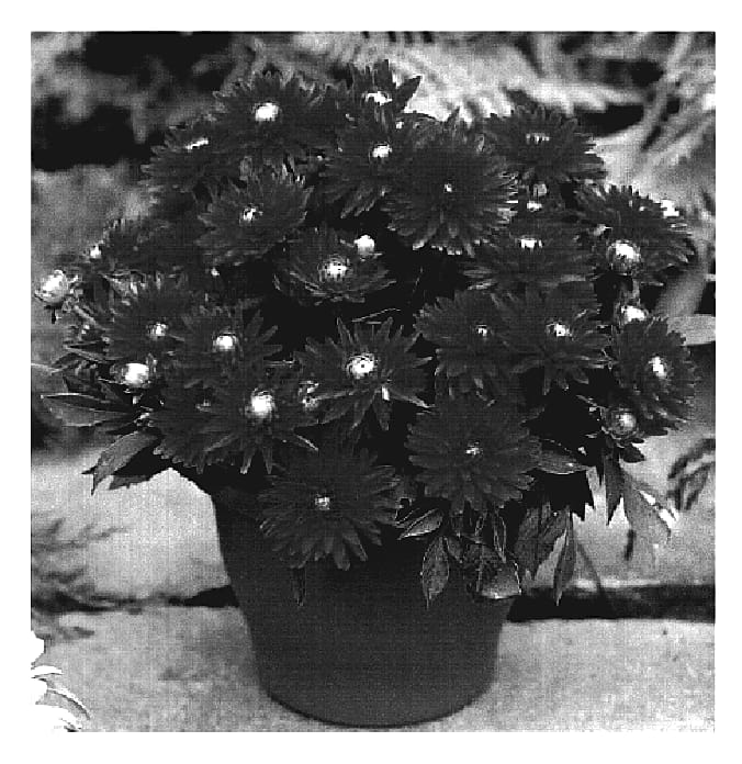 Figure 1 of US plant patent PP19225, the photograph of Challenging Glow printed in the patent.