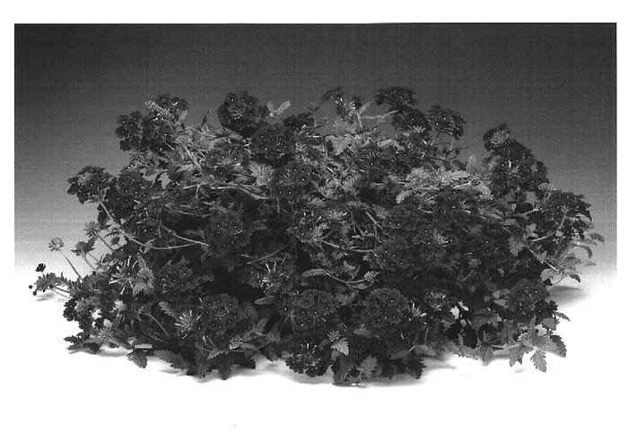 Figure 1 of US plant patent PP19226, the photograph of Redana printed in the patent.