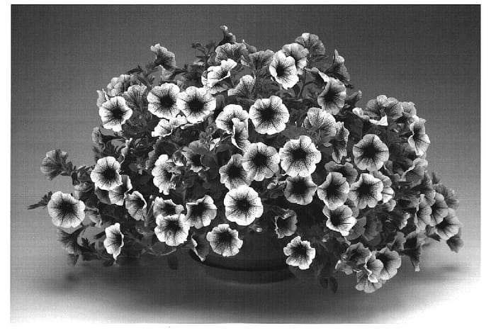 Figure 1 of US plant patent PP19227, the photograph of Petlibluve printed in the patent.