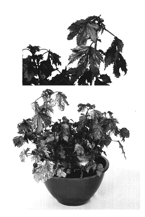 Figure 1 of US plant patent PP19228, the photograph of Haight Ashbury printed in the patent.