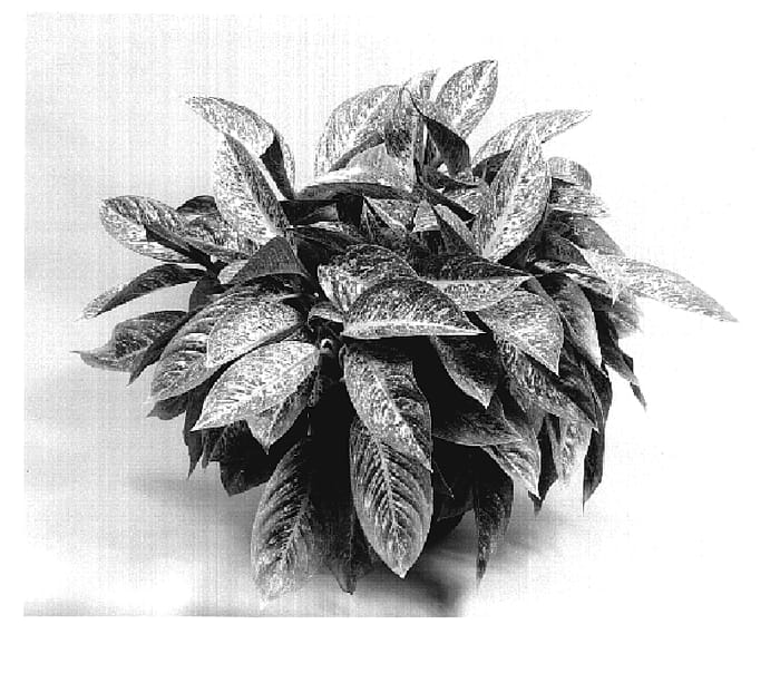 Figure 1 of US plant patent PP19229, the photograph of TWYAG0016 printed in the patent.