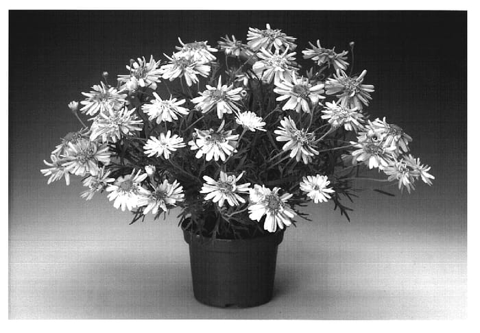 Figure 1 of US plant patent PP19230, the photograph of Argypifri printed in the patent.