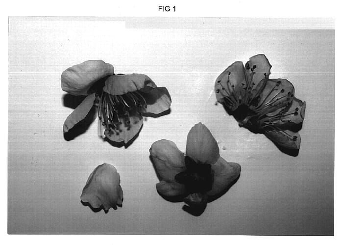 Figure 1 of US plant patent PP19231, the photograph of Crispdelice Sun printed in the patent.