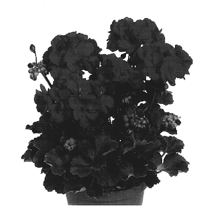 Figure 1 of US plant patent PP19232, the photograph of Duefuerto printed in the patent.
