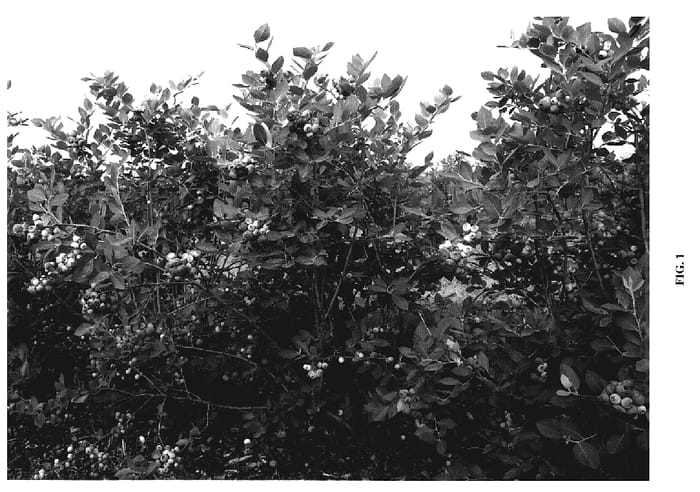 Figure 1 of US plant patent PP19233, the photograph of Scintilla printed in the patent.