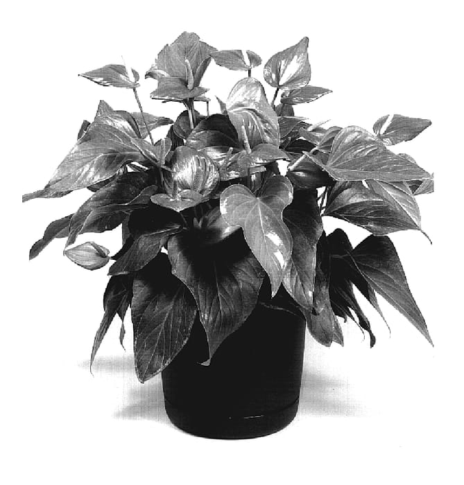 Figure 1 of US plant patent PP19234, the photograph of TWYANBP5 printed in the patent.