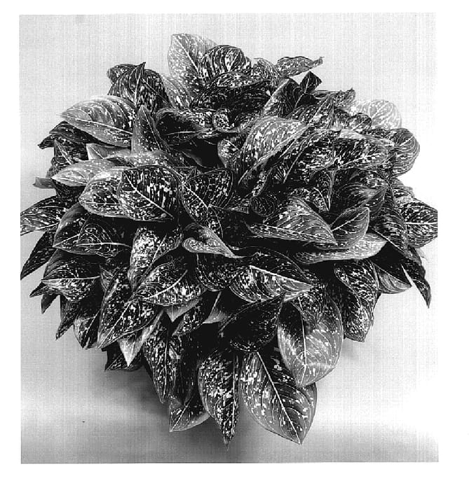 Figure 1 of US plant patent PP19235, the photograph of TWYAG0013 printed in the patent.