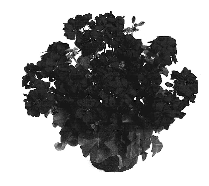 Figure 1 of US plant patent PP19236, the photograph of Duepared printed in the patent.