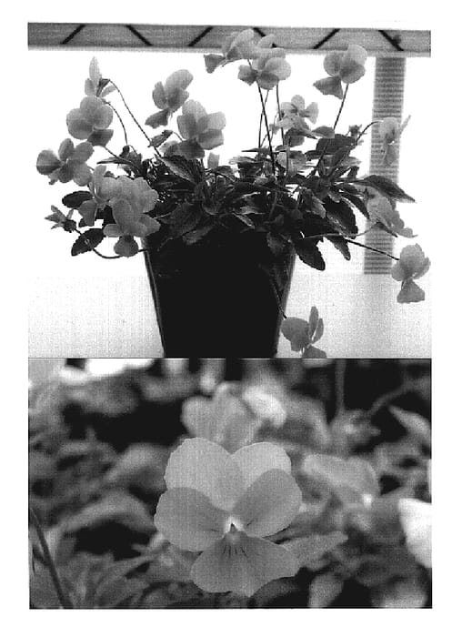 Figure 1 of US plant patent PP19237, the photograph of Sunvioda printed in the patent.