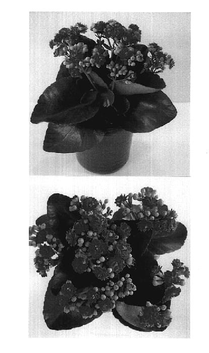 Figure 1 of US plant patent PP19238, the photograph of Don Carlos printed in the patent.