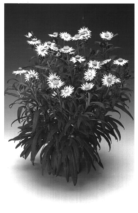 Figure 1 of US plant patent PP19239, the photograph of Helisbrabic printed in the patent.