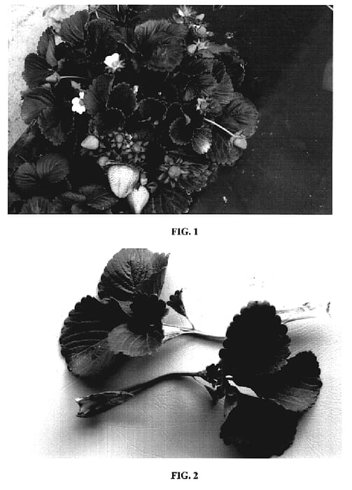 Figure 1 of US plant patent PP19240, the photograph of DrisStrawFour printed in the patent.