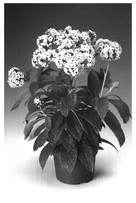 Figure 1 of US plant patent PP19241, the photograph of Heliosil printed in the patent.
