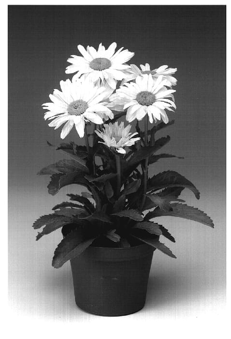Figure 1 of US plant patent PP19242, the photograph of Leumayel printed in the patent.