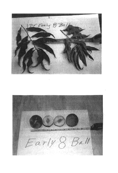 Figure 1 of US plant patent PP19243, the photograph of P.F. Early 8 Ball printed in the patent.