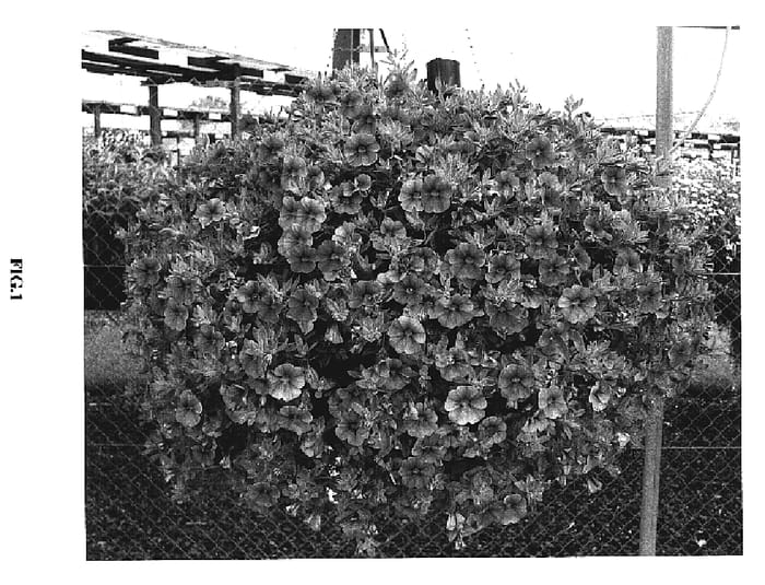 Figure 1 of US plant patent PP19244, the photograph of Cal Litbule printed in the patent.