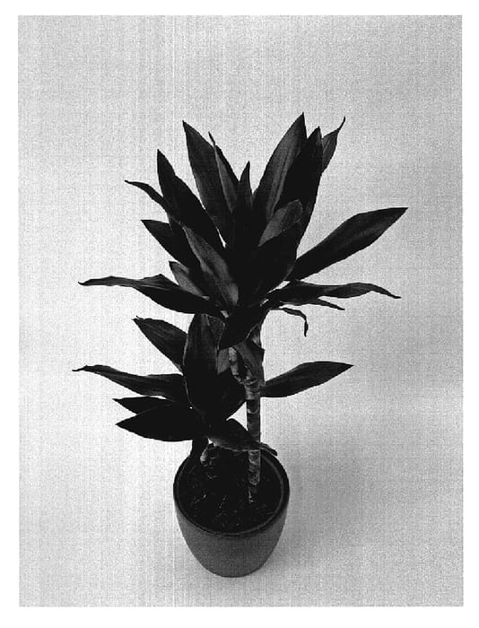 Figure 1 of US plant patent PP19245, the photograph of PV200604 printed in the patent.
