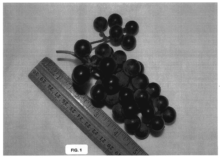 Figure 1 of US plant patent PP19246, the photograph of Chisago printed in the patent.