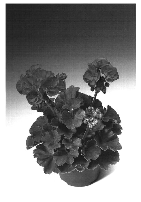 Figure 1 of US plant patent PP19247, the photograph of Zolbriscala printed in the patent.