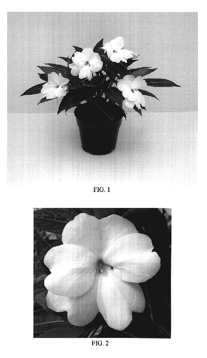 Figure 1 of US plant patent PP19248, the photograph of Balcelwitim printed in the patent.