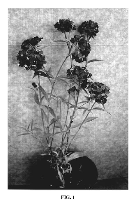 Figure 1 of US plant patent PP19249, the photograph of Red Romance printed in the patent.