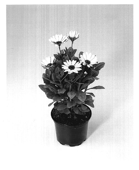 Figure 1 of US plant patent PP19250, the photograph of Astra Snowwhite printed in the patent.