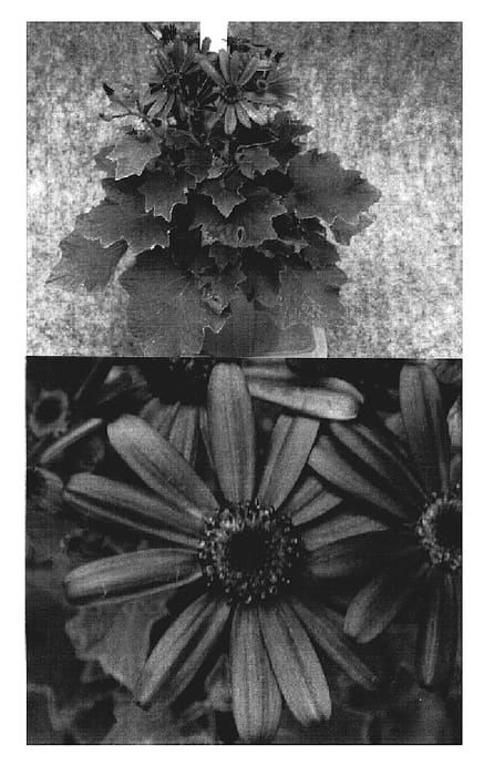 Figure 1 of US plant patent PP19251, the photograph of Sunsenebatubu printed in the patent.