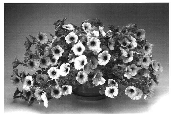 Figure 1 of US plant patent PP19252, the photograph of Petbluve printed in the patent.