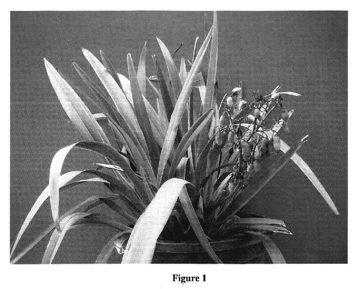 Figure 1 of US plant patent PP19253, the photograph of DT23 printed in the patent.