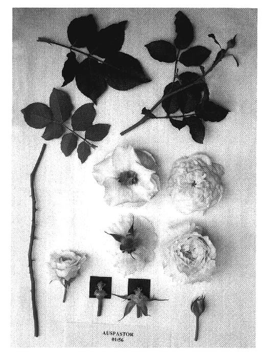 Figure 1 of US plant patent PP19254, the photograph of AUSpastor printed in the patent.