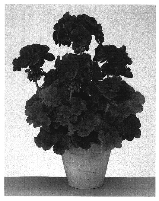 Figure 1 of US plant patent PP19255, the photograph of Gentreak printed in the patent.